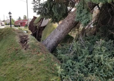 Tree Cutting