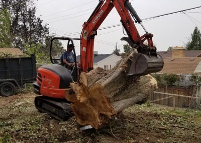 Stump Grinding & Removal