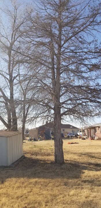 Tree Index