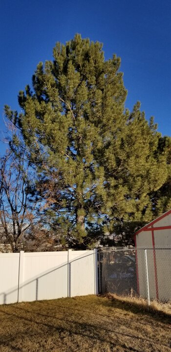 Tree Index