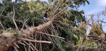 Tree Index