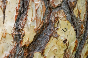 Tree Index