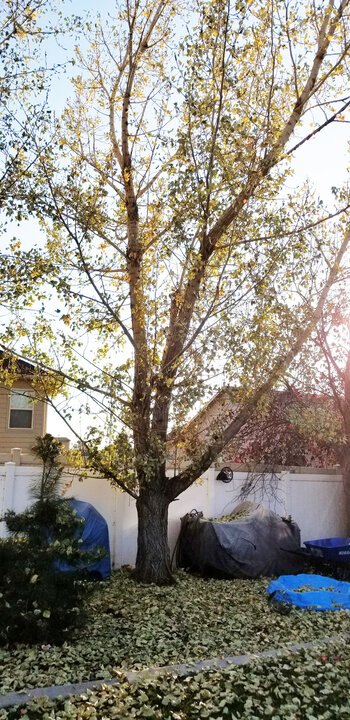 Tree Index