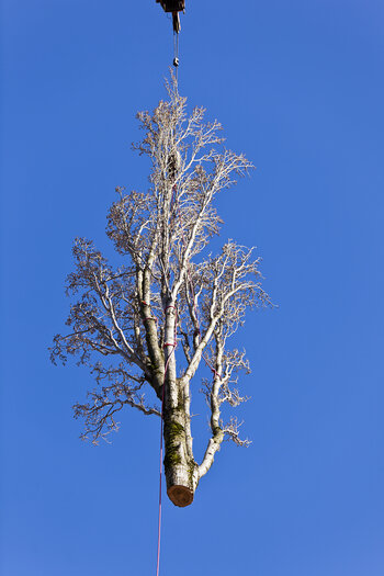 Tree Index