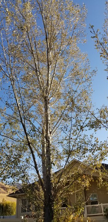 Tree Index