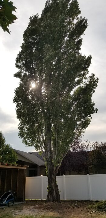 Tree Index
