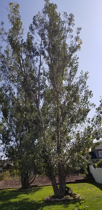 Tree Index