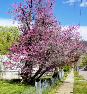 Tree Index