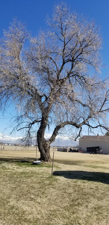 Tree Index