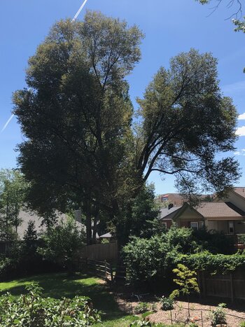 Tree Index