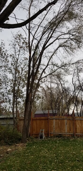 Tree Index