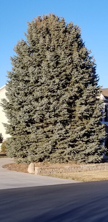 Tree Index