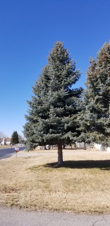 Tree Index