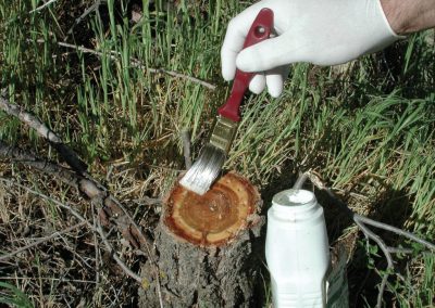 Arborist Tree Service