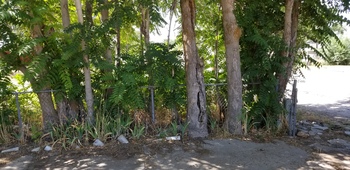 Tree Index