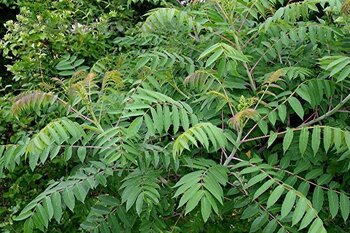 Tree Index