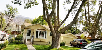Tree Index