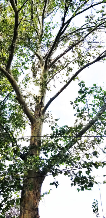 Tree Index