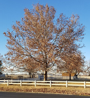 Tree Index
