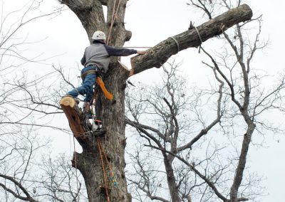 Tree Removal