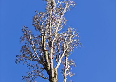 Tree Removal