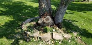 Tree Cutting