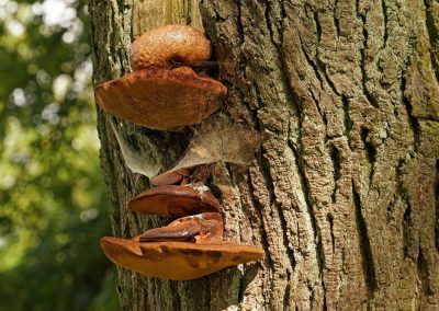 Arborist Tree Service