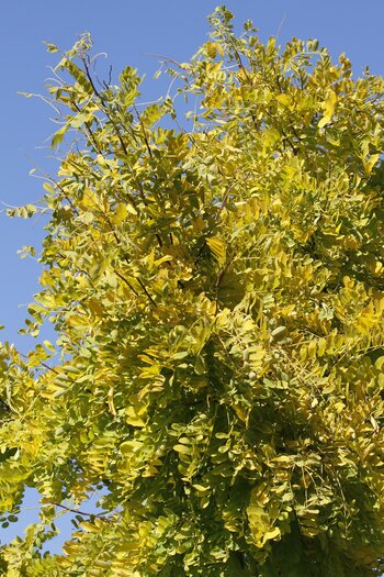 Tree Index