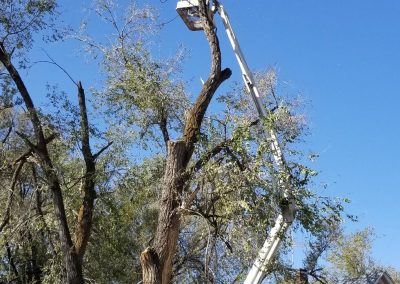 Tree Removal