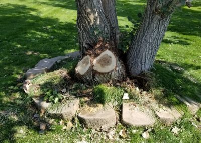 Arborist Tree Service