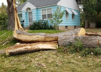 Arborist Tree Service