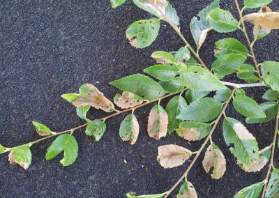 Arborist Tree Service