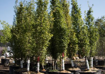 Arborist Tree Service