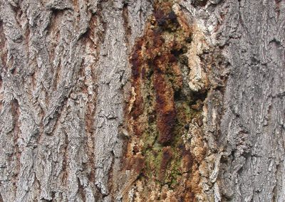 Arborist Tree Service
