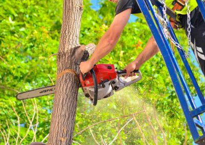 Trimming & Pruning