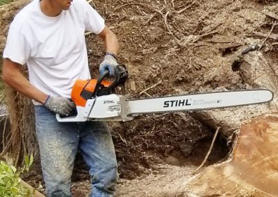 Tree Removal