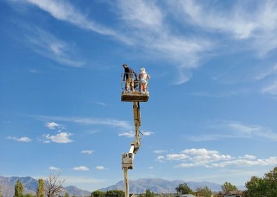 Tree Removal