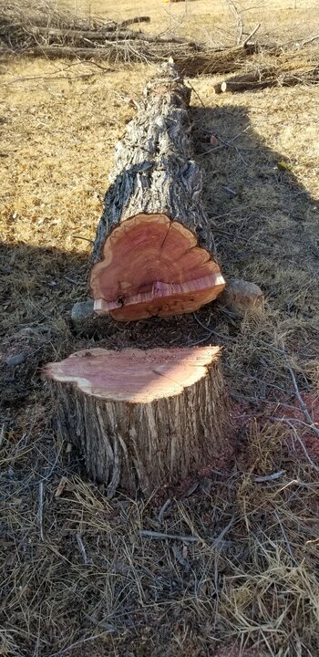 Tree Index