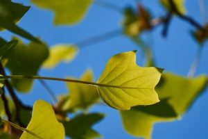 Tree Index