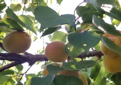 Fruit Trees