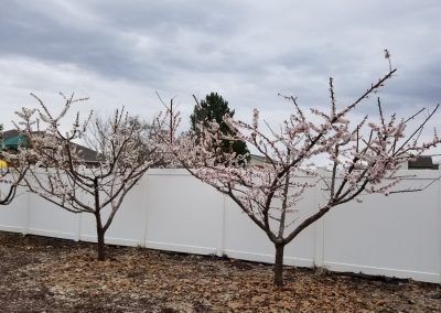 Fruit Trees