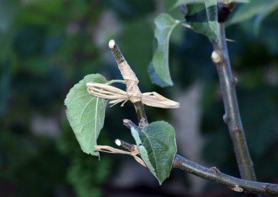 Fruit Trees