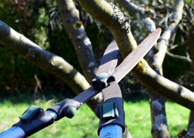 Fruit Trees