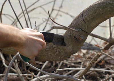 Fruit Trees