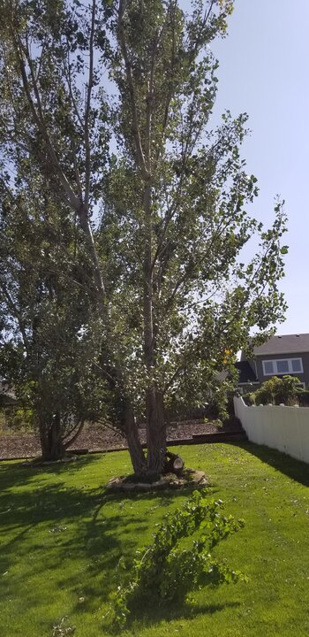 Tree Index