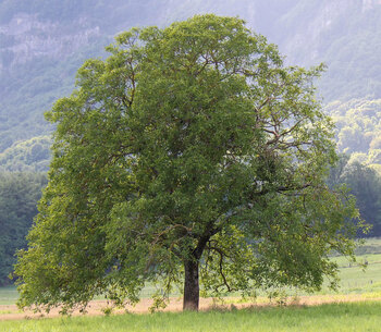 Tree Index