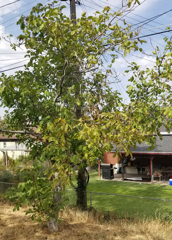 Tree Index