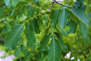 Tree Index