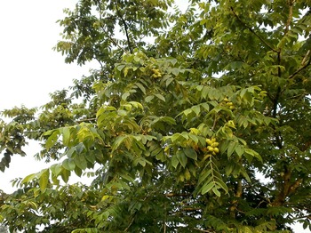 Tree Index