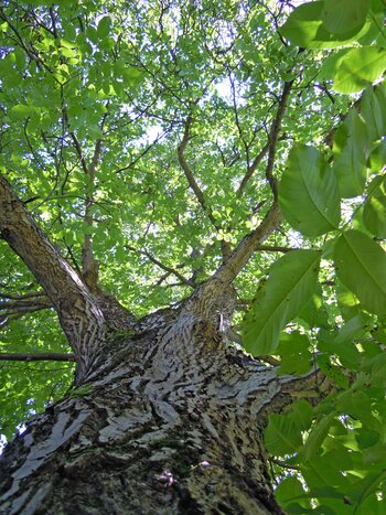 Tree Index